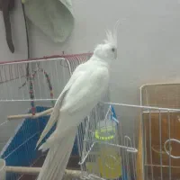 عروس هلندی البینو  مولد