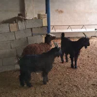 بزغاله بز میش قوچ دوبر|حیوانات مزرعه|نجف‌آباد, کهریزسنگ|دیوار