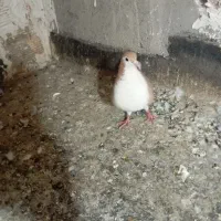 کفتر ساده، ساده زرد