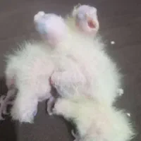 چهارعددجوجه عروس سرلاکی۷روزه