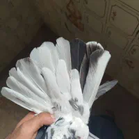 کبوتر|پرنده|شیراز, ستارخان|دیوار