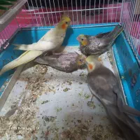 جفت عروس هلندی|پرنده|احمدسرگوراب, |دیوار