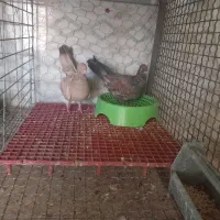 کباتر|پرنده|اهواز, کمپلو جنوبی|دیوار