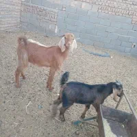 کولار زاییده گمشده