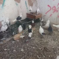 کبوتر رنگی زینتی