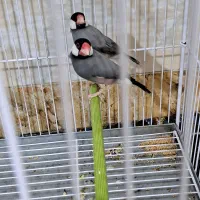 قناری .جفت فنچ نرگسی|پرنده|شیراز, تندگویان|دیوار