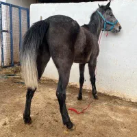 13راس اسب|اسب و تجهیزات اسبسواری|فسا, |دیوار