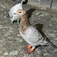 سلام ۲ عددسارهفترنگ عتیقه بی کاکل نر کاکلی ماده