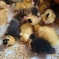 جوجه اردک پکنی و جوحه مرغ گلپایگانی