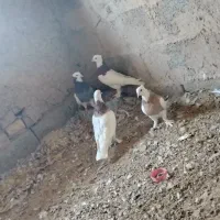 کفتر طوقی|پرنده|قائن, |دیوار