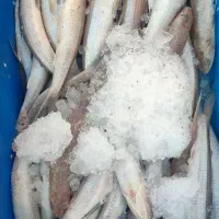 ماهی  بار تازه دریای بوشهر