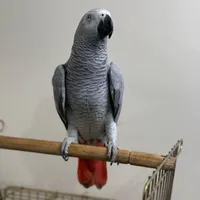 قبول سرپرستی کاسکو رایگان