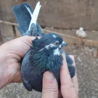 کفتر هوایی ناجلد|پرنده|قم, نخودی|دیوار