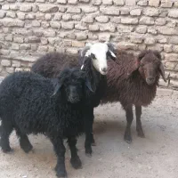 بره نر 3 عدد
