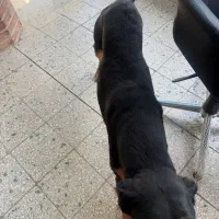 سگ دوبرمن ۱ساله ماده|سگ|دماوند, گیلاوند|دیوار