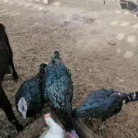 مرغ وبوقلمون|حیوانات مزرعه|خواف, |دیوار