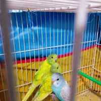 جوجه مرغ عشق دستی|پرنده|مشهد, توس (بلوار توس)|دیوار