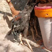 خروس لارس|حیوانات مزرعه|کوهدشت, |دیوار