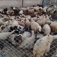 جشنواره تخفیف ویژه گوسفند جهت عقیقه قربانی و خونی