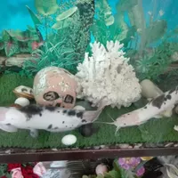 فروش دو عدد ماهی همه چیز خوار|ماهی|رشت, گیل|دیوار