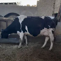 گاو هلشتاین ابستن