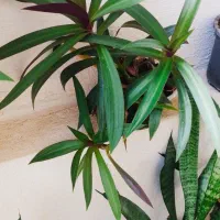 فیلندندرون|حراج|سرپل ذهاب, |دیوار