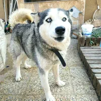 واگذاری سگ هاسکی یکساله