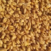 گندم بوجاری سم زده