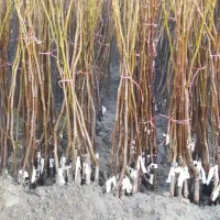 انواع نهال گردو بادام|خدمات باغبانی و درختکاری|تبریز, |دیوار