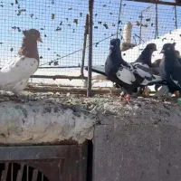 16عددکفتر بهبهونی هوایی|پرنده|رونیز, |دیوار