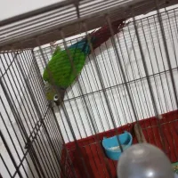 طوطی گرینچیک نر مست|پرنده|شوشتر, |دیوار