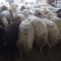 کاور پروار
