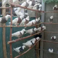 کبوتر طوقی اصیل