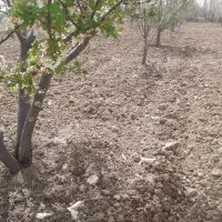 شخم زنی باغ و باغشهربا تراکتور کمر شکن باغی و تیلر|خدمات باغبانی و درختکاری|زنجان, |دیوار