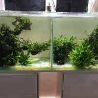 کنده گیاه جاوا و انوبیاس