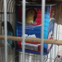 یک جفت کوتوله|پرنده|مشهد, مشکینی (شهرک غرب)|دیوار