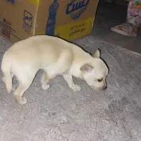 سگ شیواوا سایز سفر