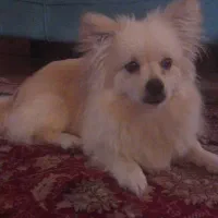 سگ همراه وسایل کامل