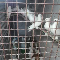 تعدادی کبوتر سفید به فروش میرسد لامرد هستم