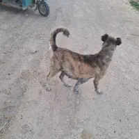 سگ ماده افغان