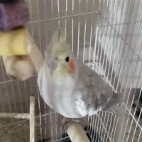 عروس هلندی فوق مولد فروش یا معاوضه باسهره|پرنده|شیراز, کرونی(خاتونک)|دیوار