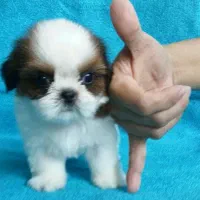 فروش سگ های جیبی و مینیاتوری،گربه های خانگی|سگ|تبریز, |دیوار