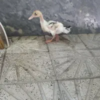 جوجه اردک سه چهار ماهه بازیگوش
