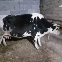 گاو هلشتاین شیری