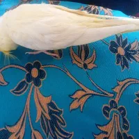 عروس هلندی(لیمو،فندوق)