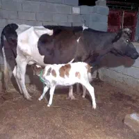 فروش گاو هلشتاین زایده با گوساله نر