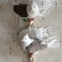 کفتر|پرنده|مرودشت, کناره|دیوار