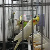 عروس پاریس|پرنده|سوسنگرد, |دیوار