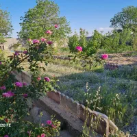 باغ// باغچه ۶۴۰ متری درحصار مهتر رباط کریم