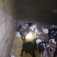 گله بزداشتی همگی جوان و یک دست، کهره دار و آبستن|حیوانات مزرعه|فراشبند, |دیوار